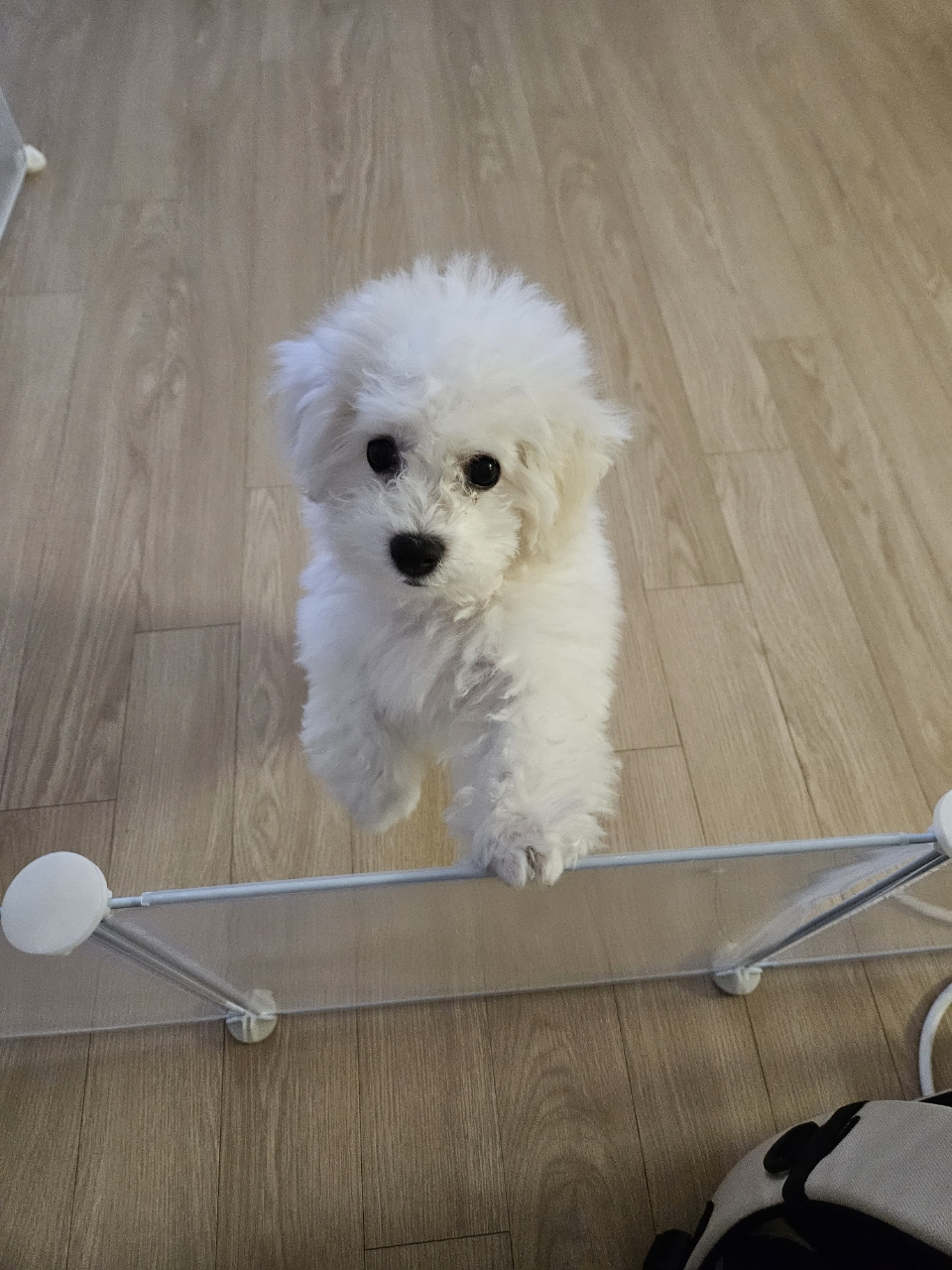 반려동물 개인 분양 | 강아지 고양이 소동물 책임 입양 - 펫찾기 24번째 사진