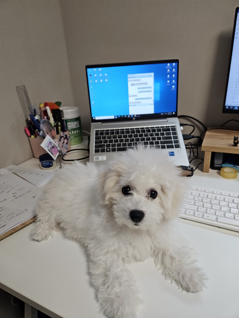 반려동물 개인 분양 | 강아지 고양이 소동물 책임 입양 - 펫찾기 23번째 사진