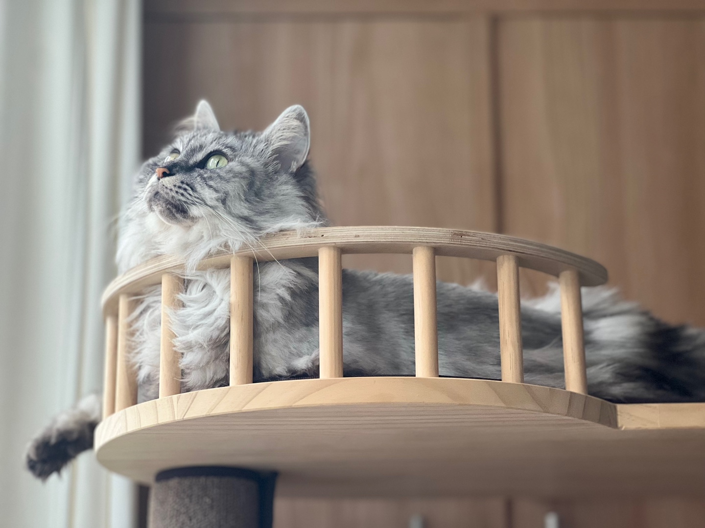 노르웨이숲 성묘 분양합니다 3번째 사진