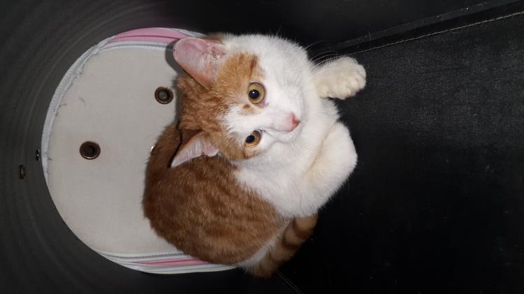 고양이와 강아지 입양해요 4번째 사진