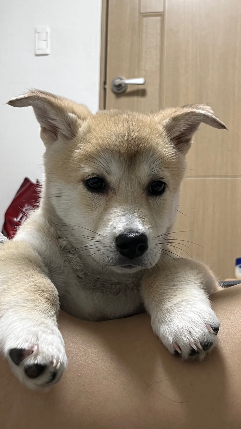 믹스견 생후 6개월 6kg 분양해요 5번째 사진