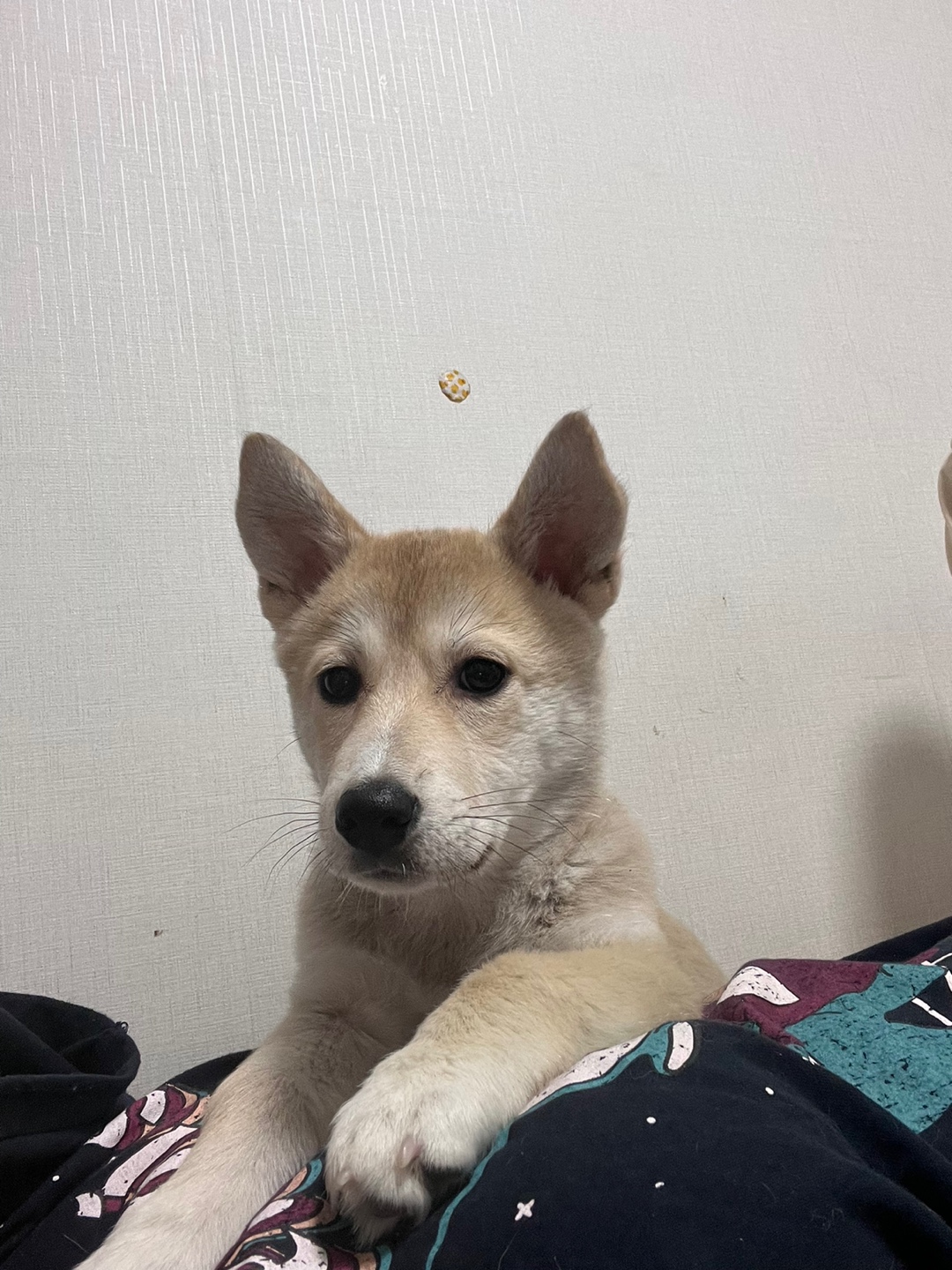 믹스견 생후 6개월 6kg 분양해요 3번째 사진