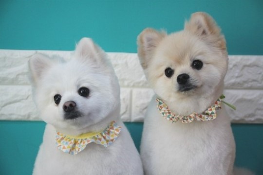 반려동물 개인 분양 | 강아지 고양이 소동물 책임 입양 - 펫찾기 18번째 사진