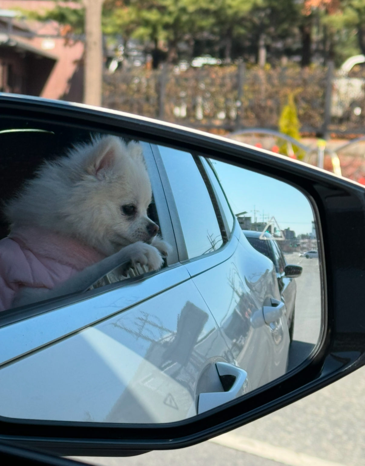 폼피치 1살애기 분양합니다