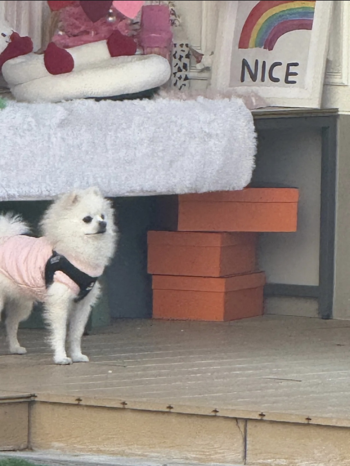 폼피치 1살애기 분양합니다 2번째 사진