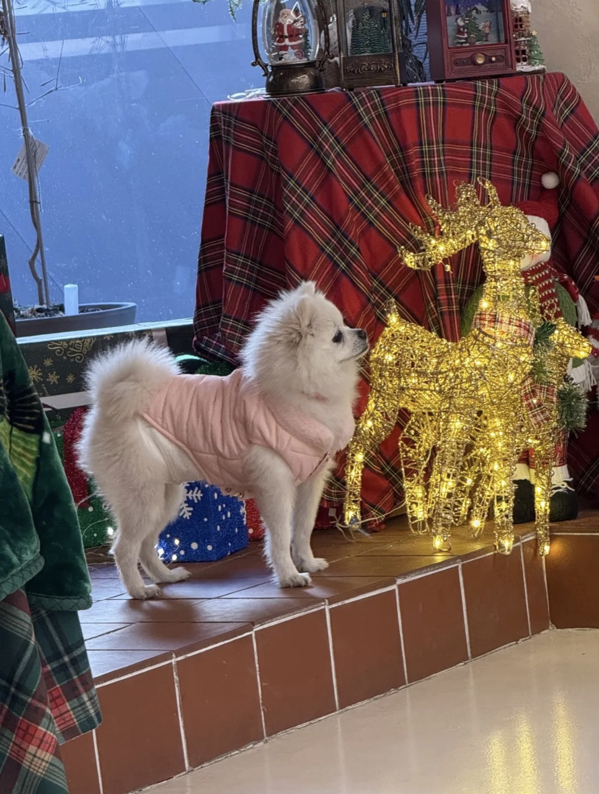 폼피치 1살애기 분양합니다 3번째 사진