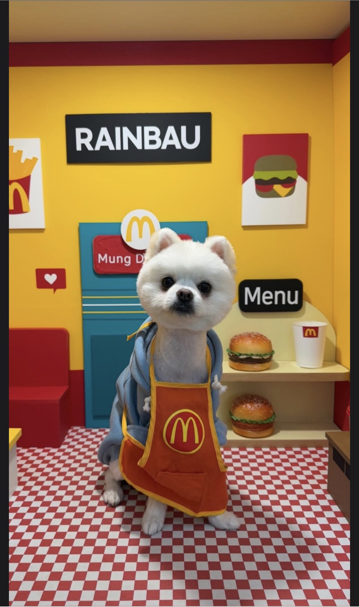 폼피치 1살애기 분양합니다 4번째 사진