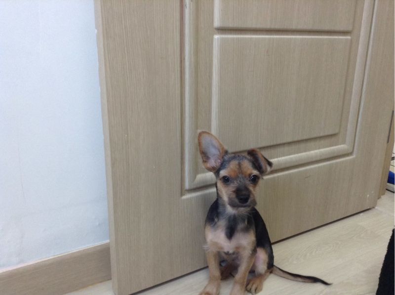 요크셔믹스 분양합니다 2번째 사진