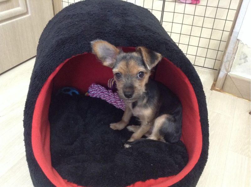 요크셔믹스 분양합니다