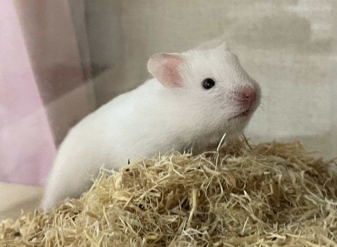 골든햄스터 올 화이트 아가의 가족이 되어주실분 찾습니다