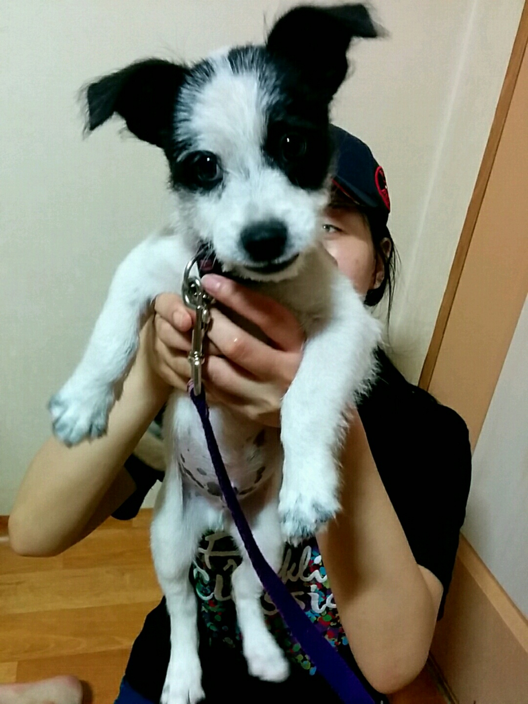 믹스견.남아.생후1~2개월 - 개인분양 게시판 - 유기견 보호 센터 - 이미지 1