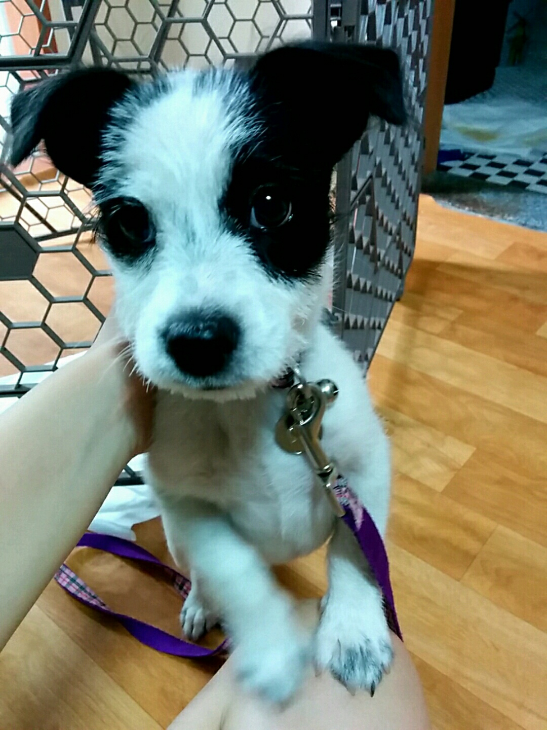 믹스견.남아.생후1~2개월 - 개인분양 게시판 - 유기견 보호 센터 - 이미지 2