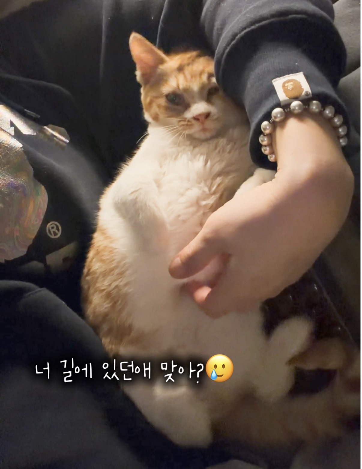 반려동물 개인 분양 | 강아지 고양이 소동물 책임 입양 - 펫찾기 23번째 사진