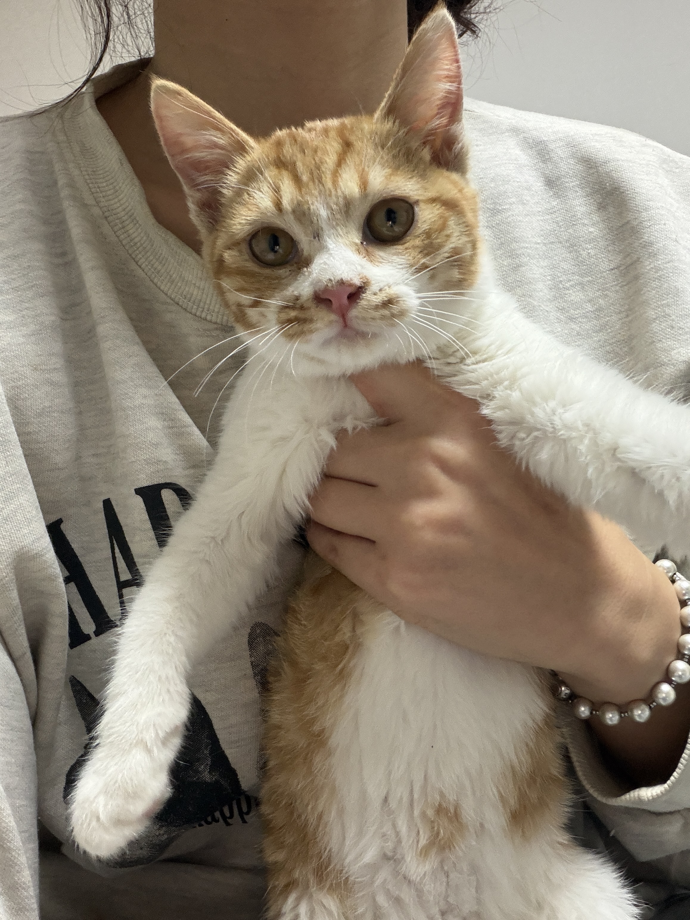 반려동물 개인 분양 | 강아지 고양이 소동물 책임 입양 - 펫찾기 19번째 사진