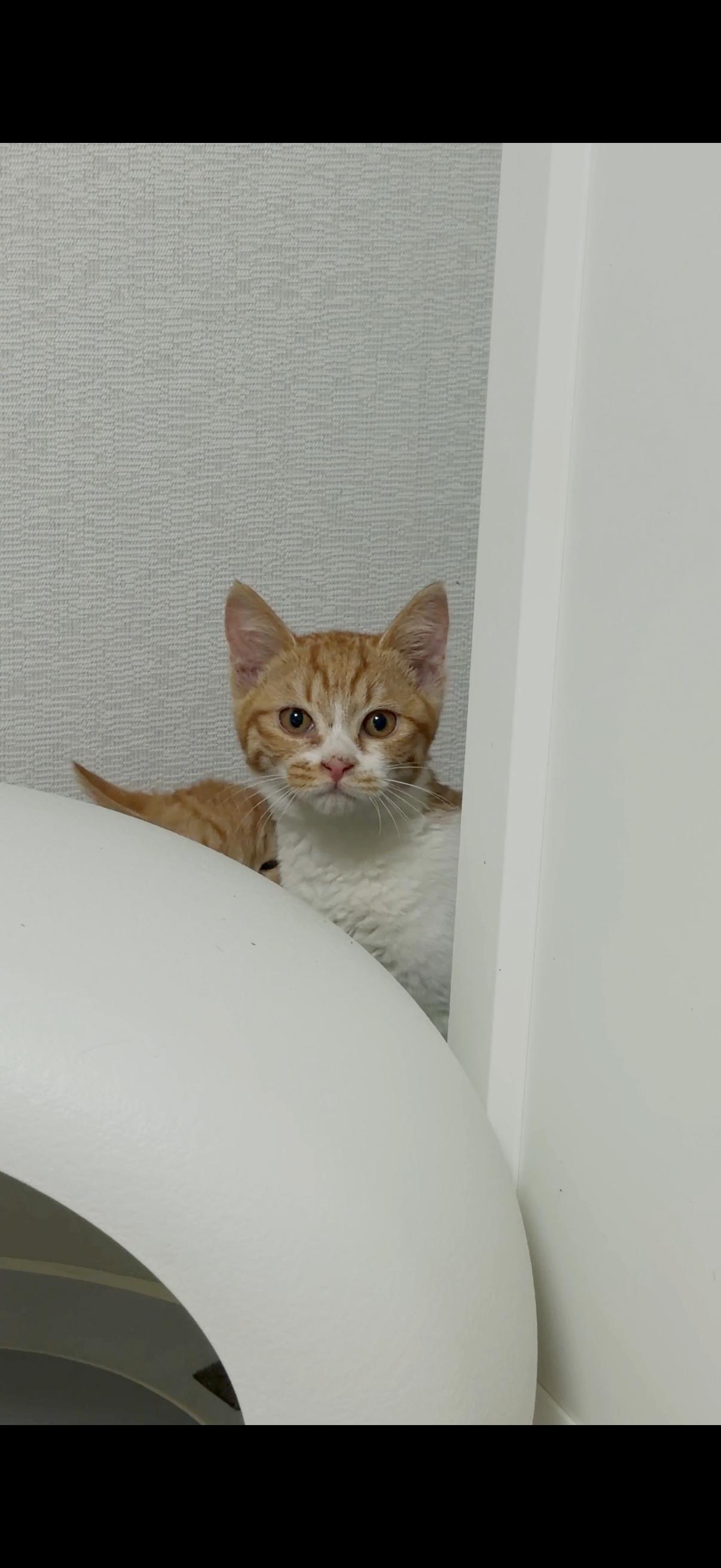 반려동물 개인 분양 | 강아지 고양이 소동물 책임 입양 - 펫찾기 20번째 사진