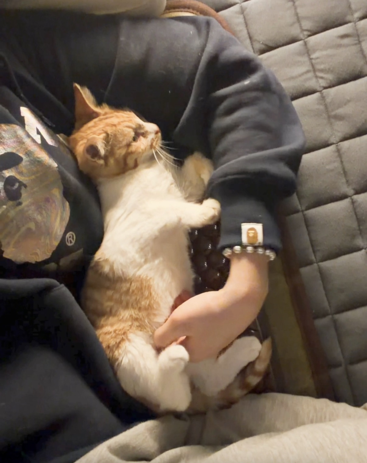 반려동물 개인 분양 | 강아지 고양이 소동물 책임 입양 - 펫찾기 22번째 사진