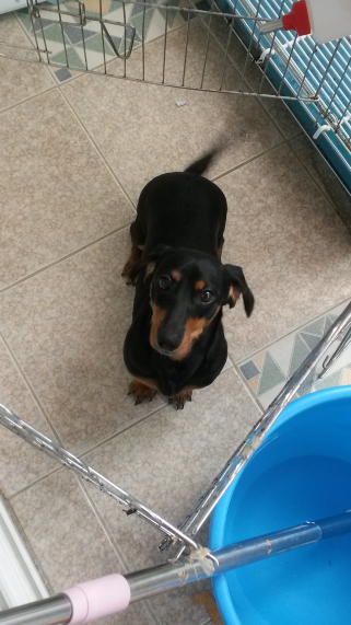 11개월 닥스훈트 무료 분양합니다 - 개인분양 게시판 - 유기견 보호 센터 - 이미지 2