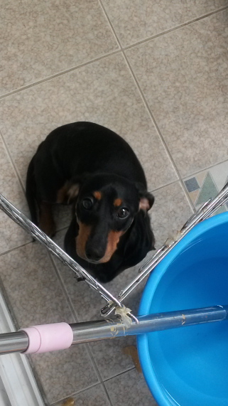 11개월 닥스훈트 무료 분양합니다 - 개인분양 게시판 - 유기견 보호 센터 - 이미지 1