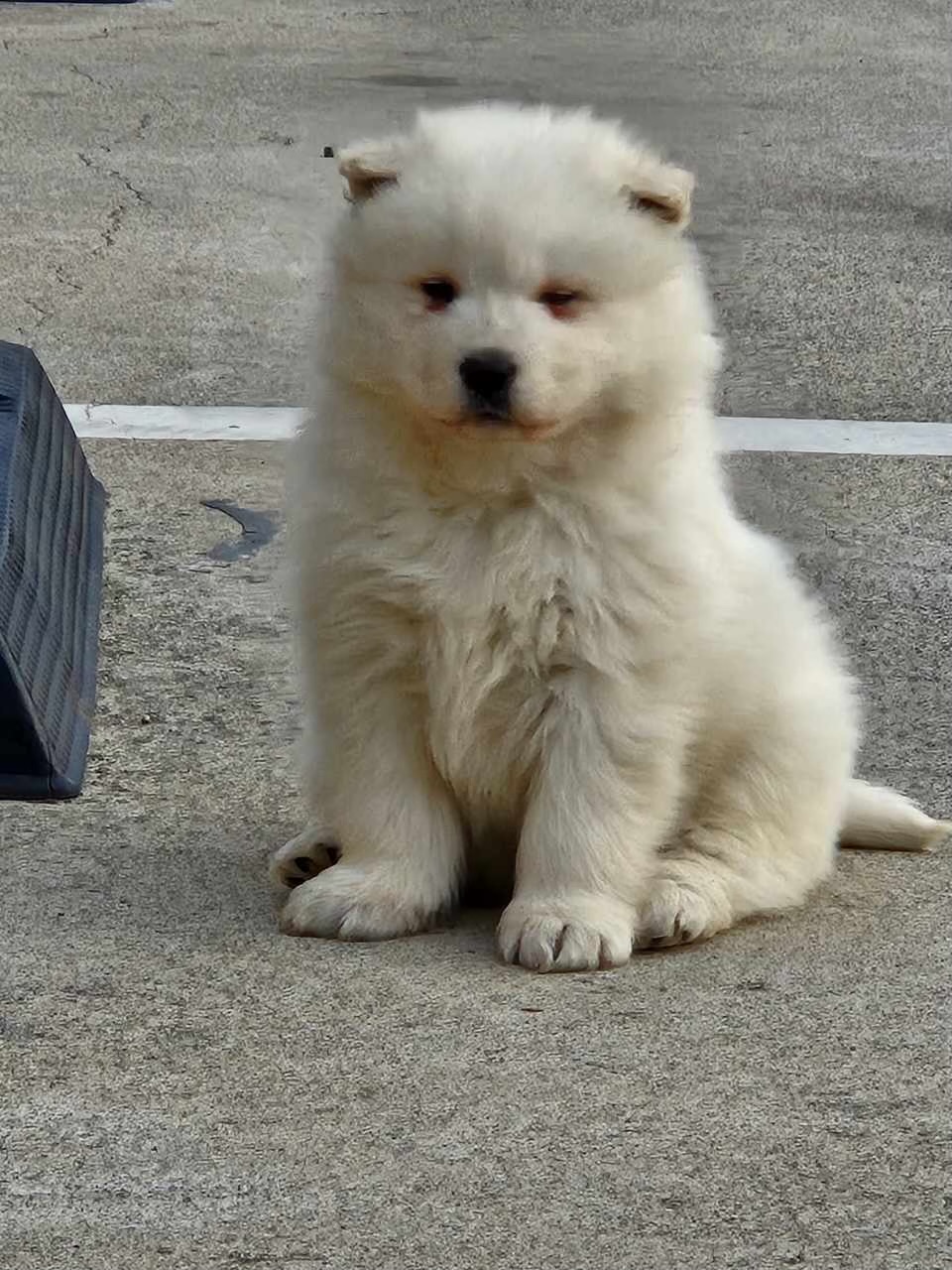 마당에서자란 2개월 순종 사모예드 키우실분 3번째 사진