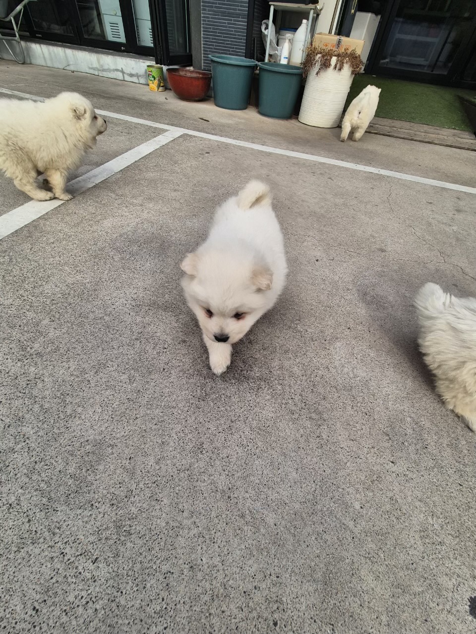 마당에서자란 2개월 순종 사모예드 키우실분 2번째 사진
