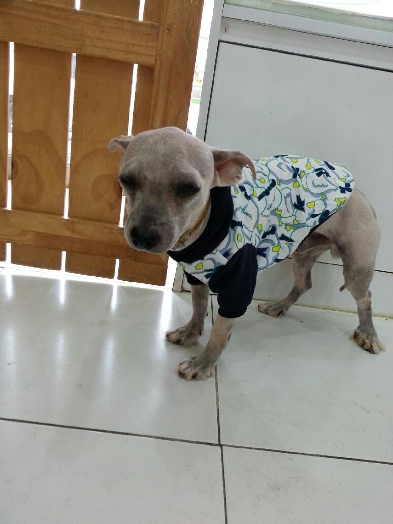 [안산시 월피동] 유기견 새로운 가족을 찾습니다. - 개인분양 게시판 - 유기견 보호 센터 - 이미지 2