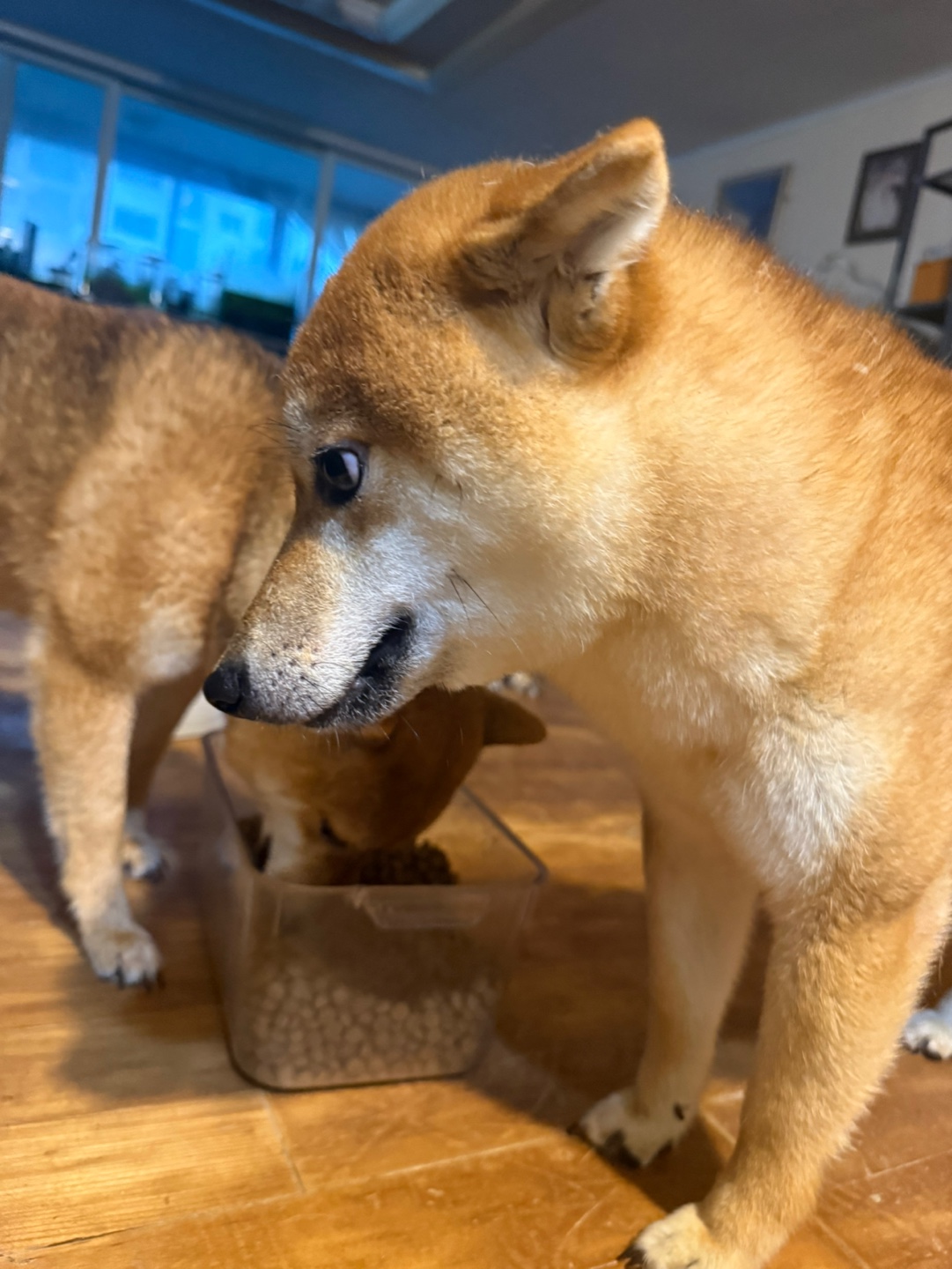 적시바 3마리 분양 여아 1 남아2 3번째 사진