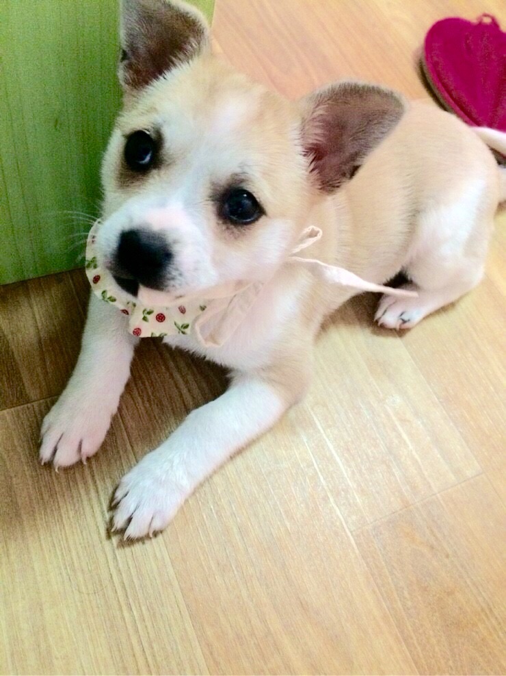 2개월된 유기견 아가 임시보호중입니다 - 개인분양 게시판 - 유기견 보호 센터 - 이미지 1