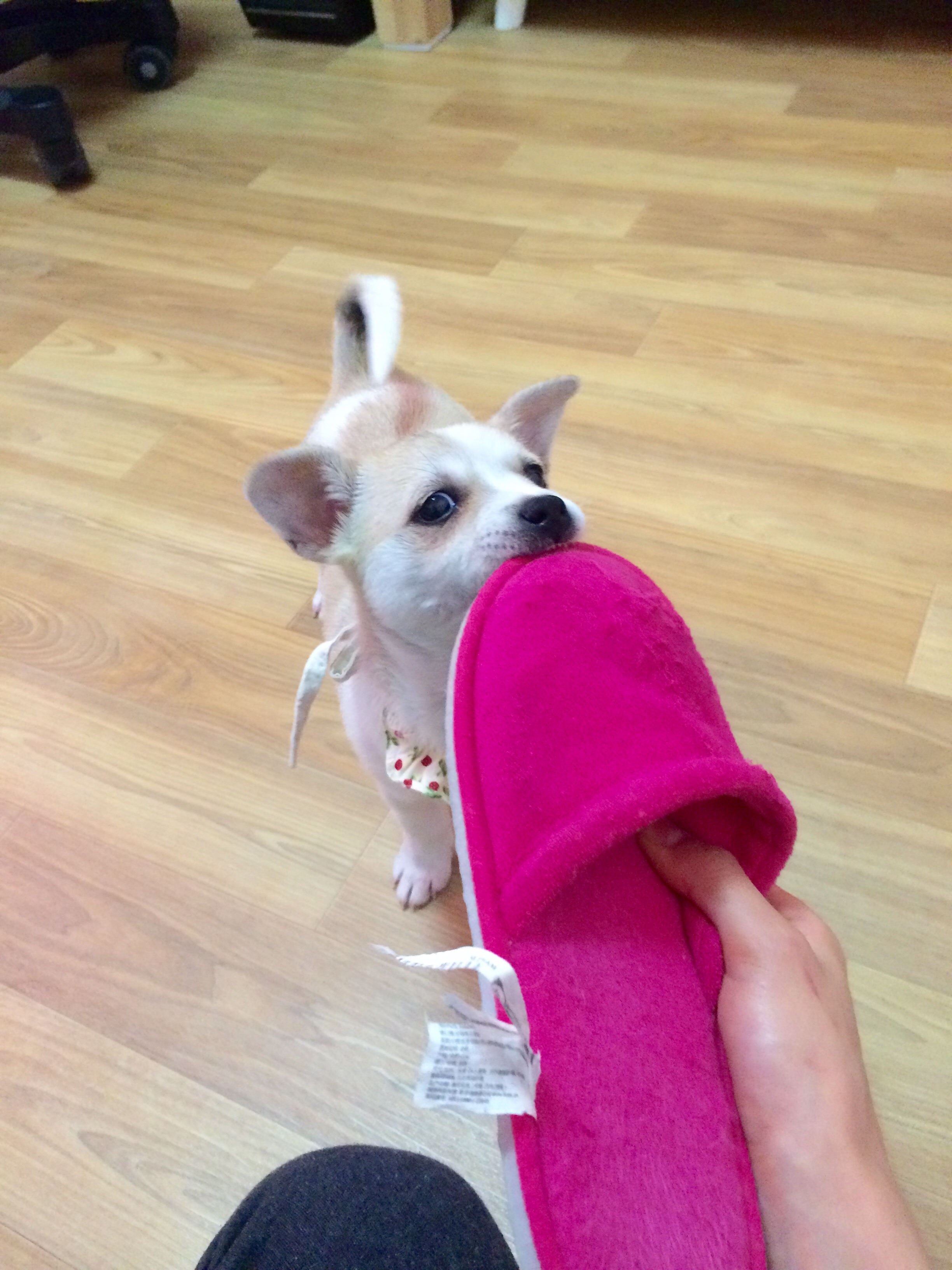 2개월된 유기견 아가 임시보호중입니다 - 개인분양 게시판 - 유기견 보호 센터 - 이미지 3