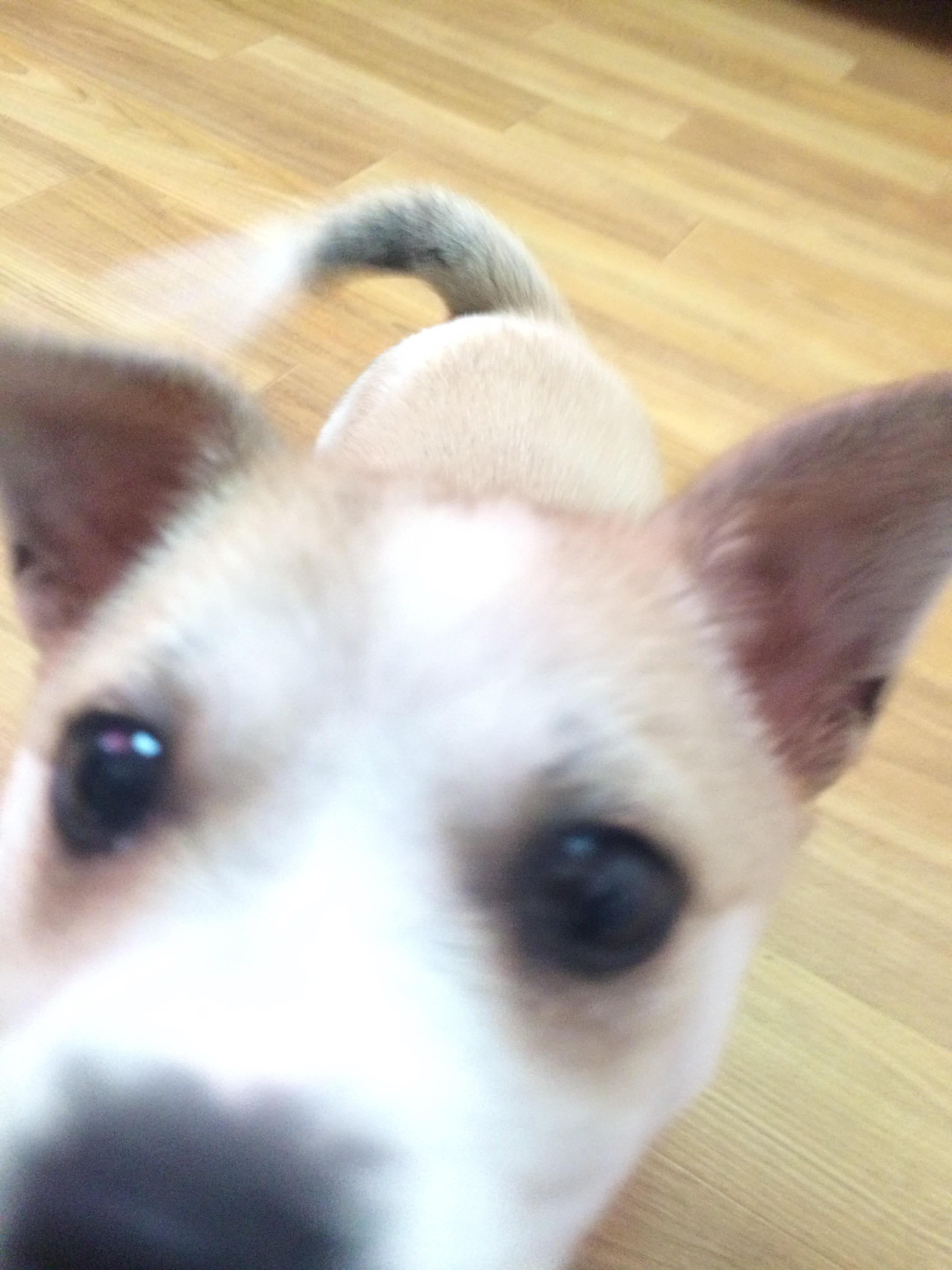 2개월된 유기견 아가 임시보호중입니다 - 개인분양 게시판 - 유기견 보호 센터 - 이미지 2