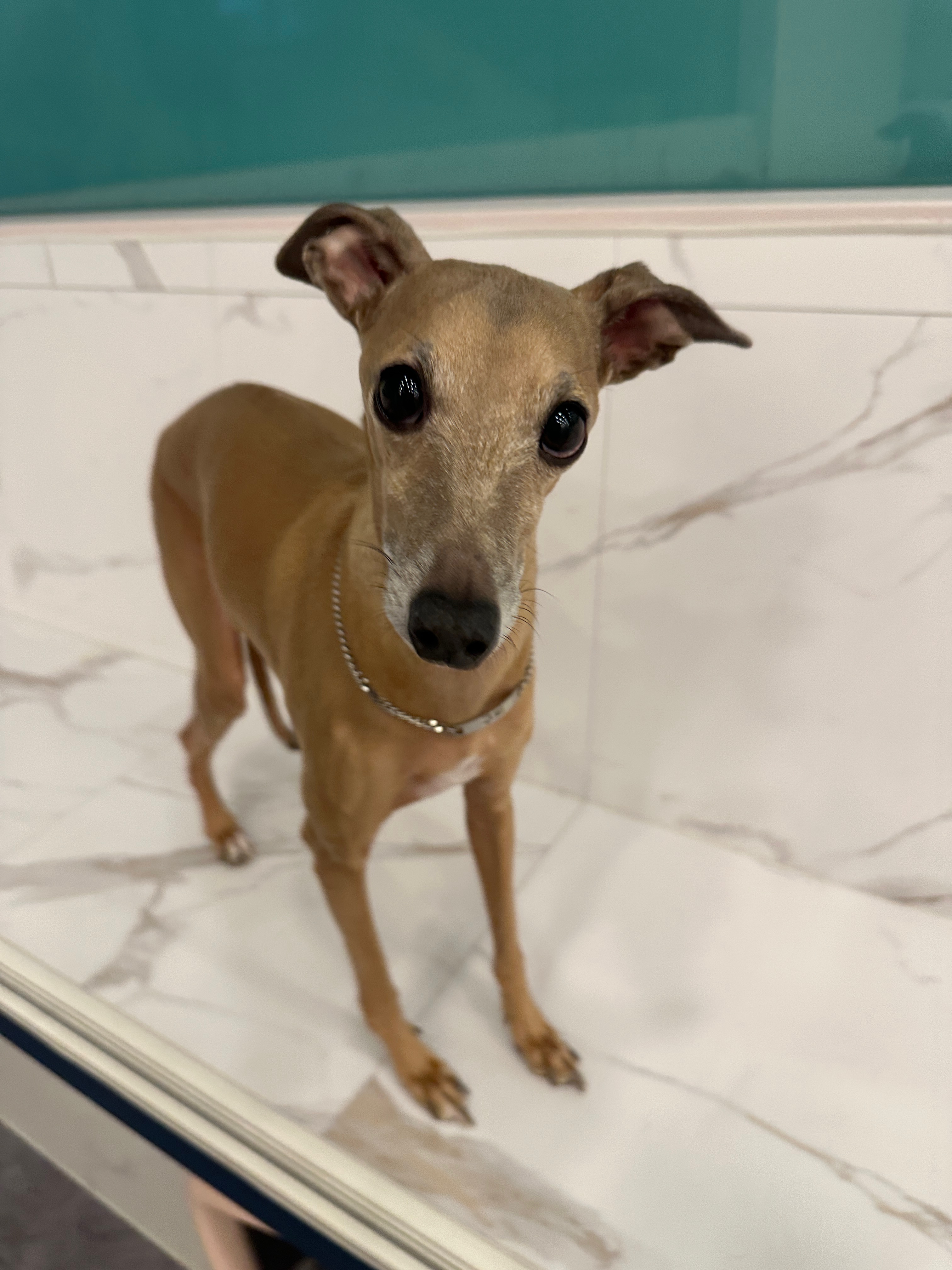 이탈리안 그레에하운드 남아 5살 6번째 사진