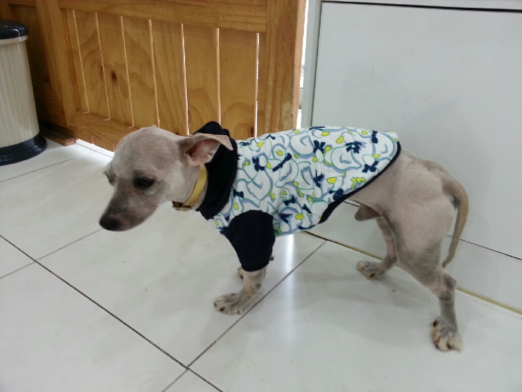 끝까지 책임지고 이쁘게 키워주실분 찾습니다. 2번째 사진