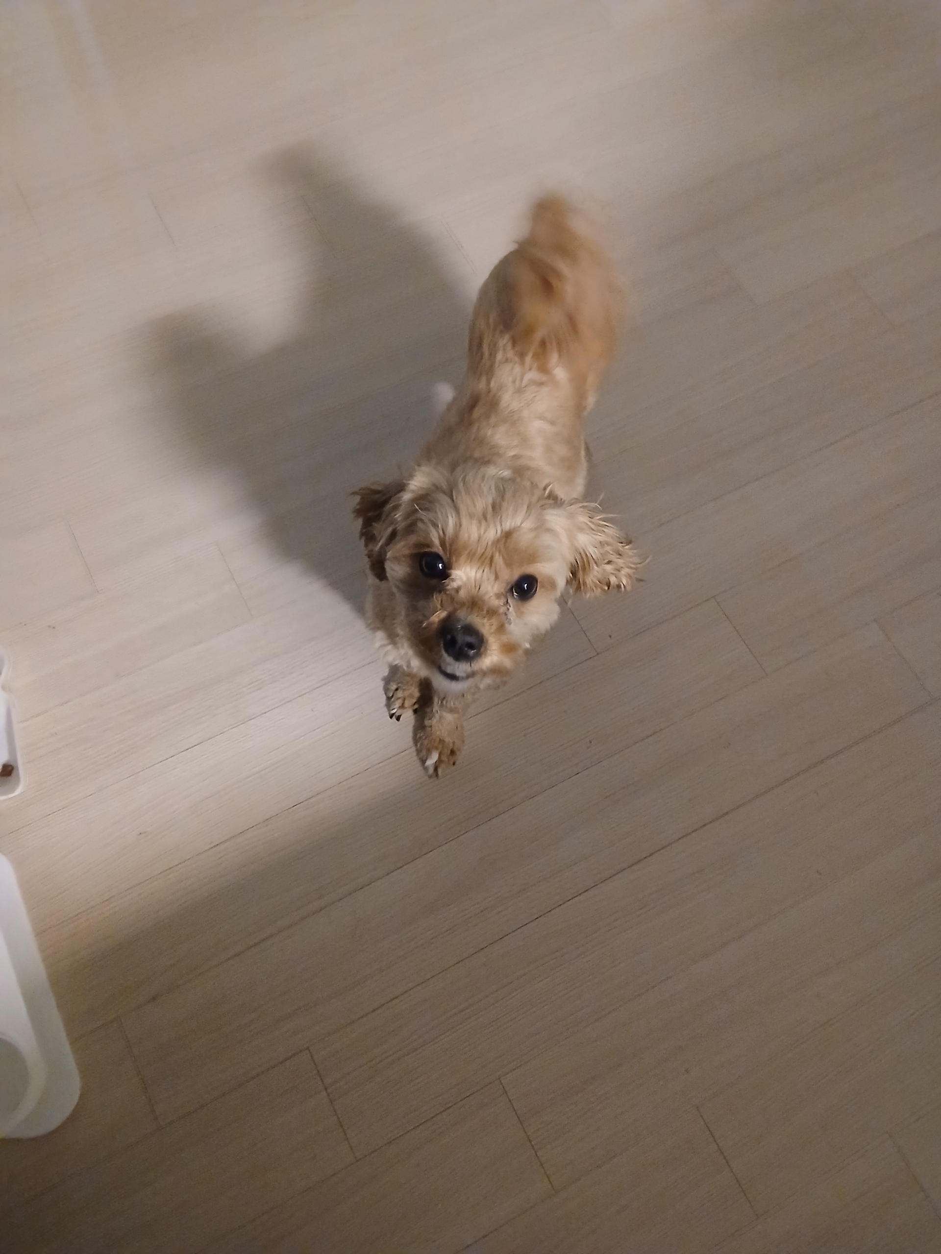 반려동물 개인 분양 | 강아지 고양이 소동물 책임 입양 - 펫찾기 12번째 사진