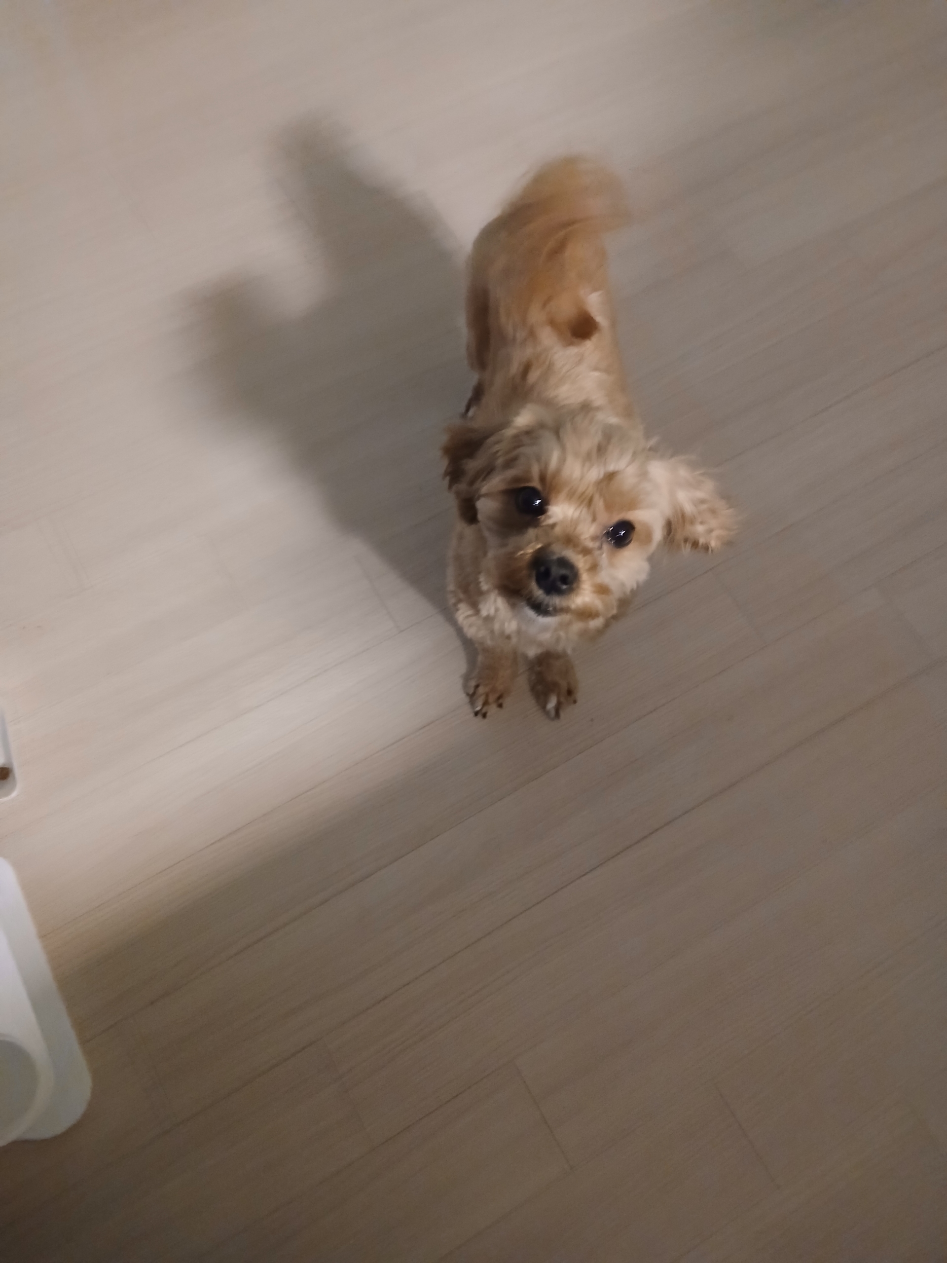 반려동물 개인 분양 | 강아지 고양이 소동물 책임 입양 - 펫찾기 11번째 사진