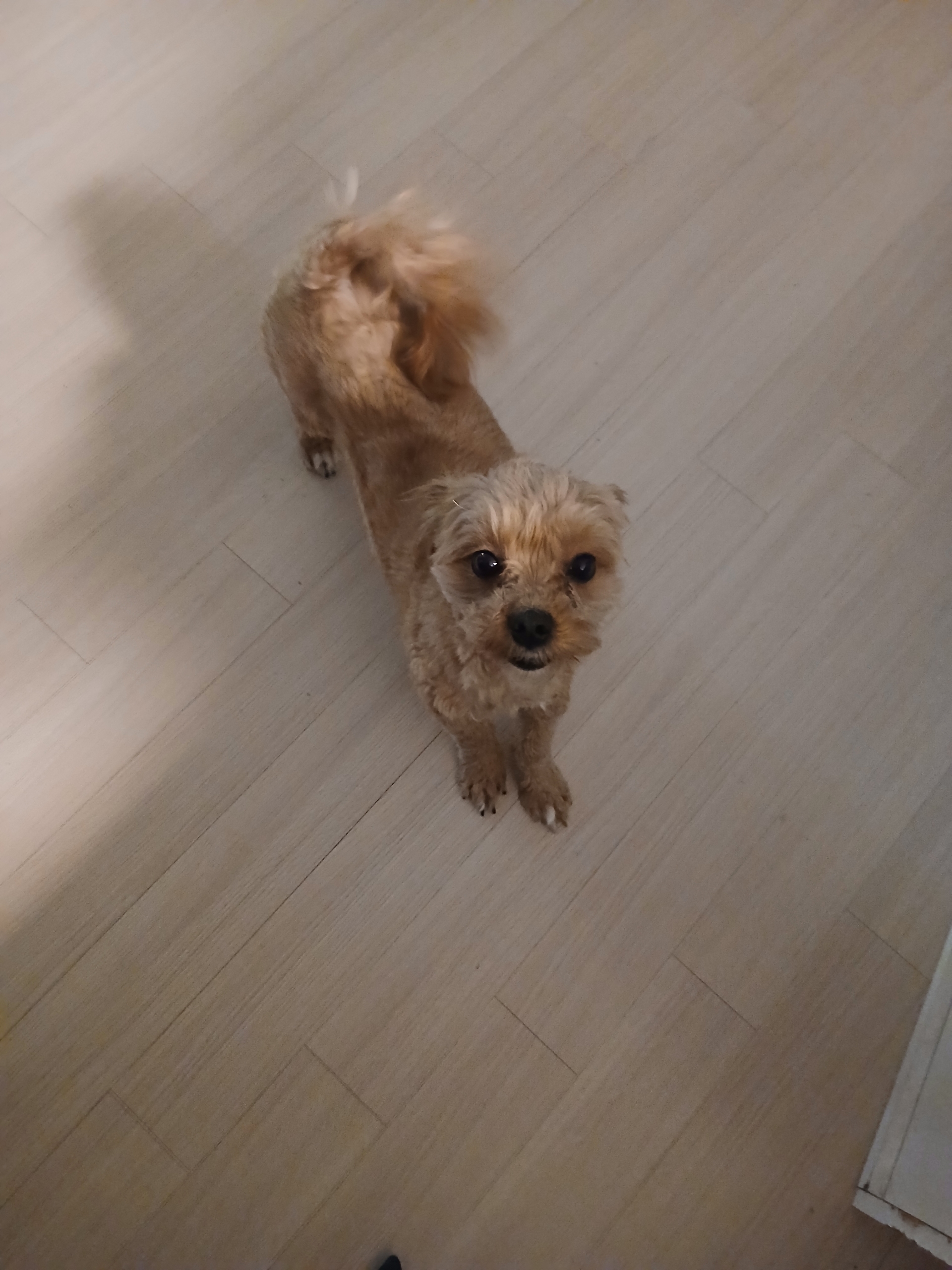 반려동물 개인 분양 | 강아지 고양이 소동물 책임 입양 - 펫찾기 9번째 사진