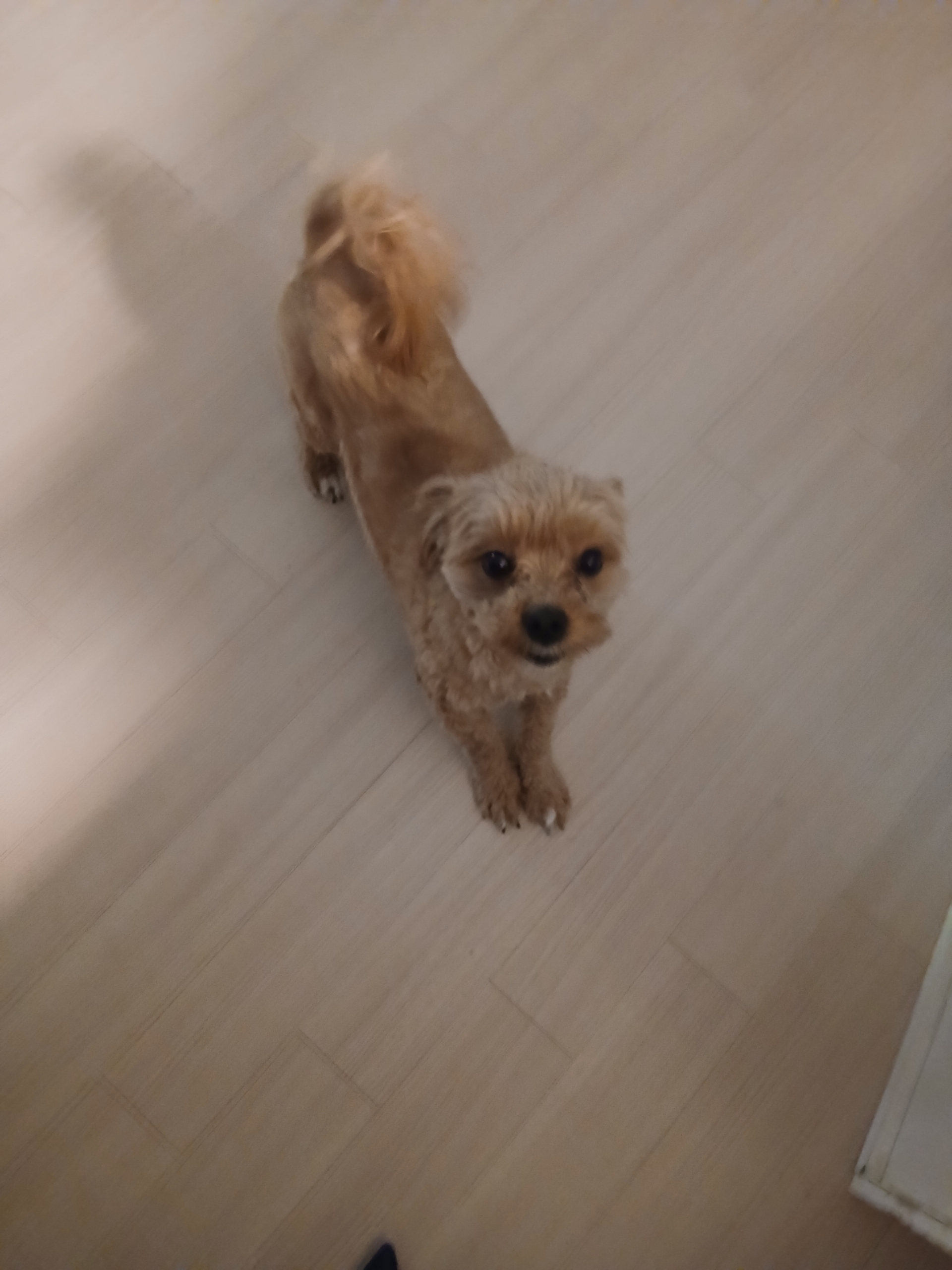 반려동물 개인 분양 | 강아지 고양이 소동물 책임 입양 - 펫찾기 10번째 사진