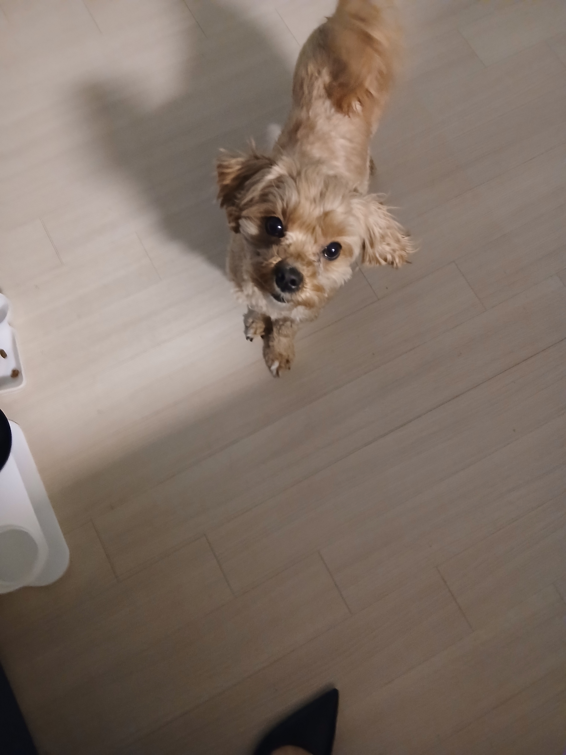 반려동물 개인 분양 | 강아지 고양이 소동물 책임 입양 - 펫찾기 13번째 사진