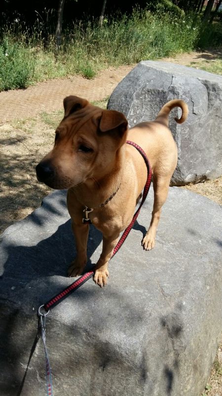 샤페이 믹스분양합니다 2번째 사진