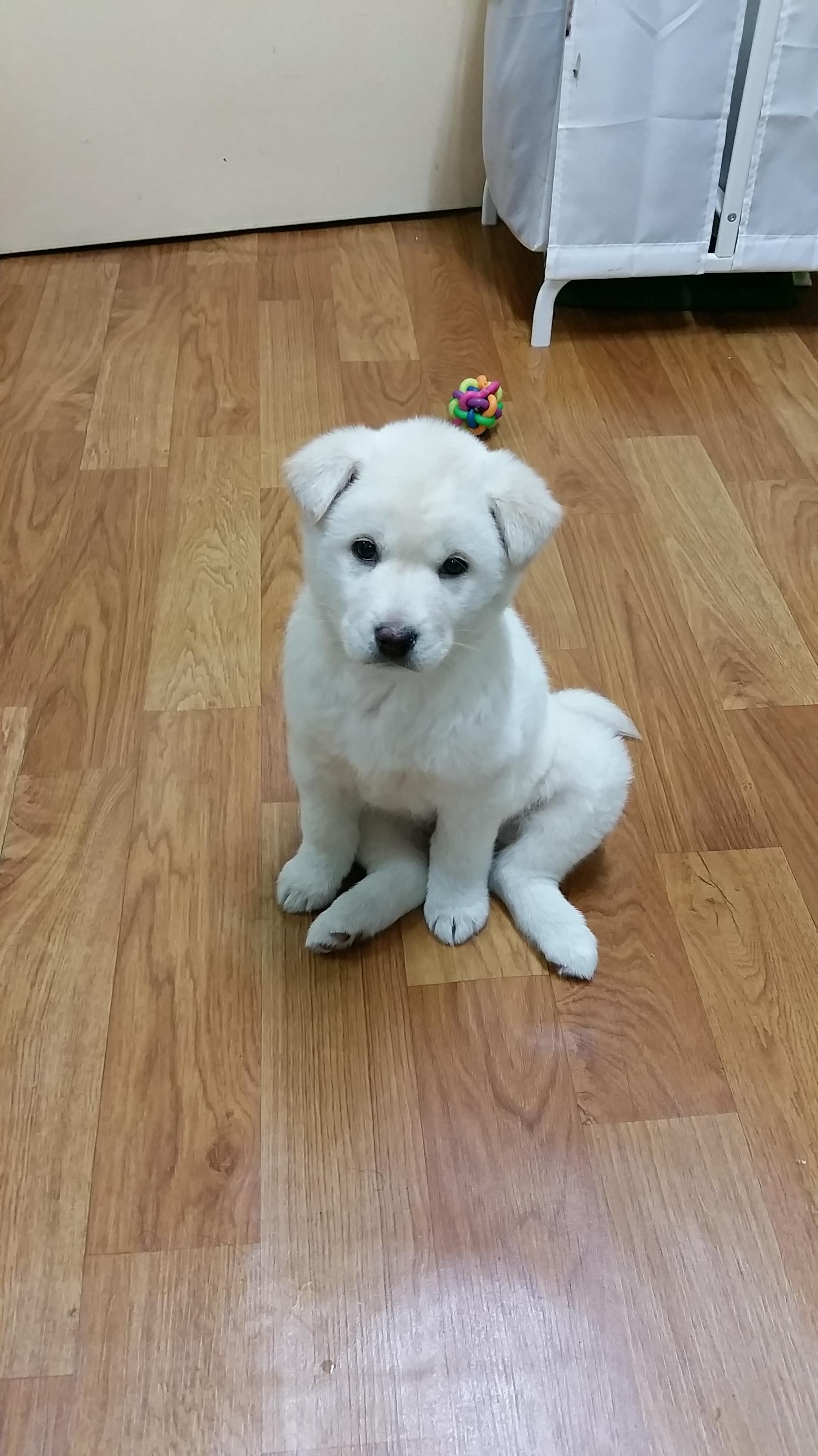 3개월된 진돗개(유기견) 무료분양합니다. - 개인분양 게시판 - 유기견 보호 센터 - 이미지 2