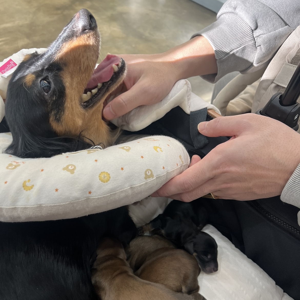 반려동물 개인 분양 | 강아지 고양이 소동물 책임 입양 - 펫찾기 10번째 사진