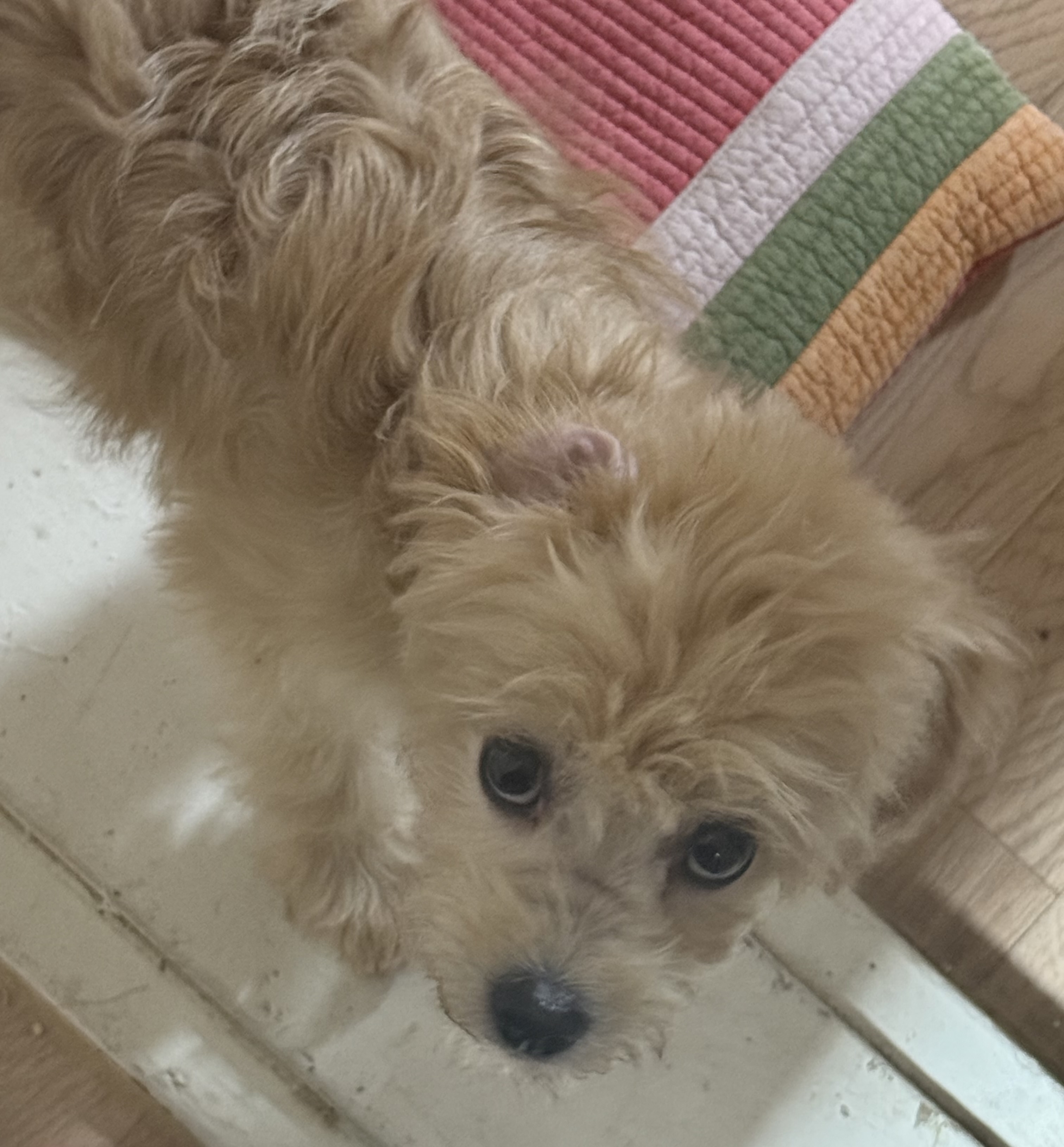 반려동물 개인 분양 | 강아지 고양이 소동물 책임 입양 - 펫찾기 25번째 사진