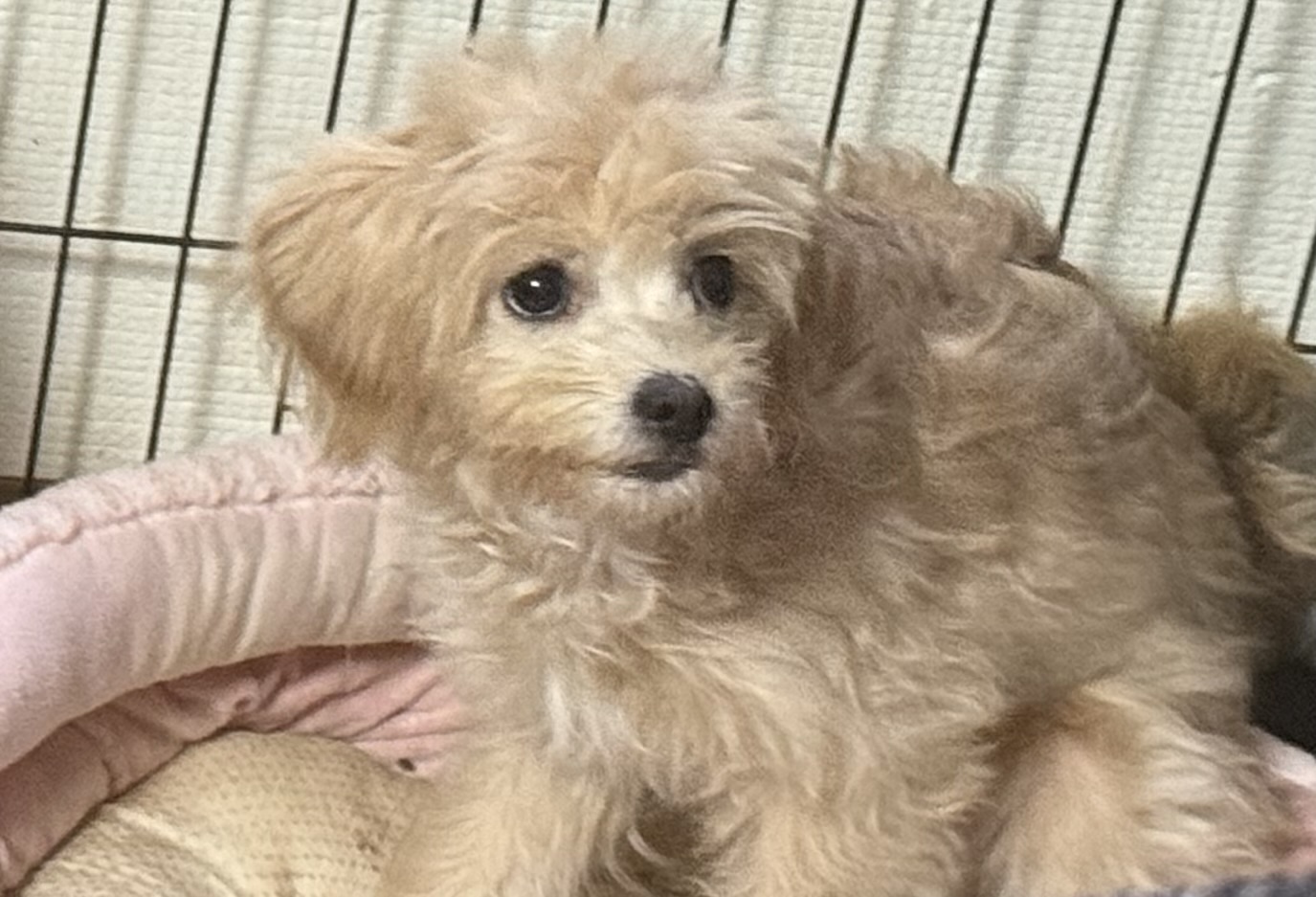 반려동물 개인 분양 | 강아지 고양이 소동물 책임 입양 - 펫찾기 24번째 사진