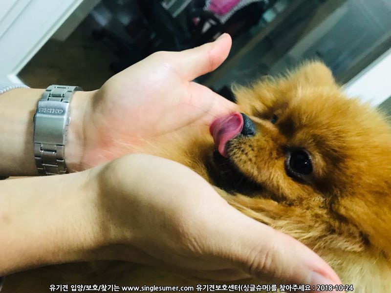 포메라니안 분양해요‼️ 2번째 사진