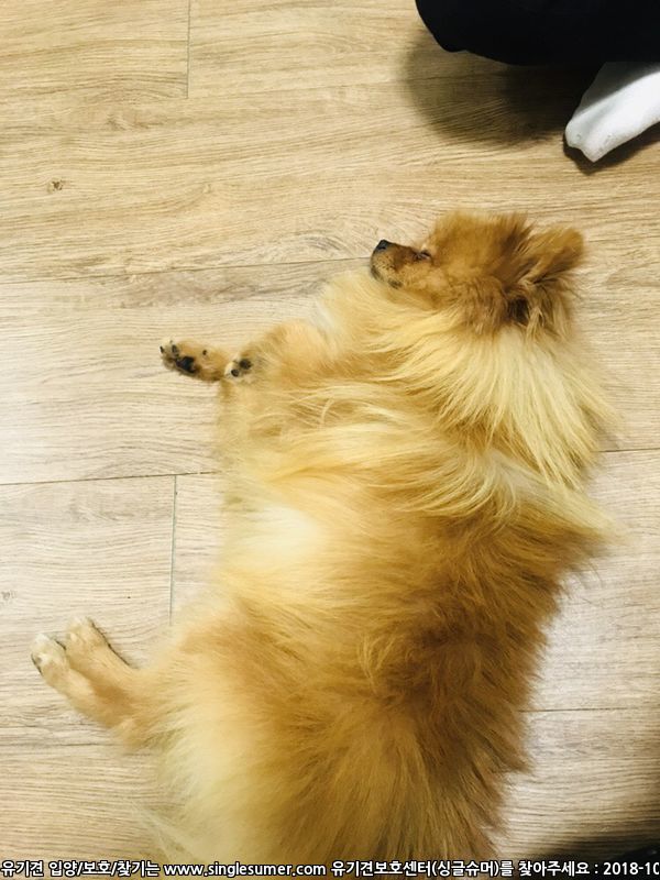 포메라니안 분양해요‼️ 3번째 사진