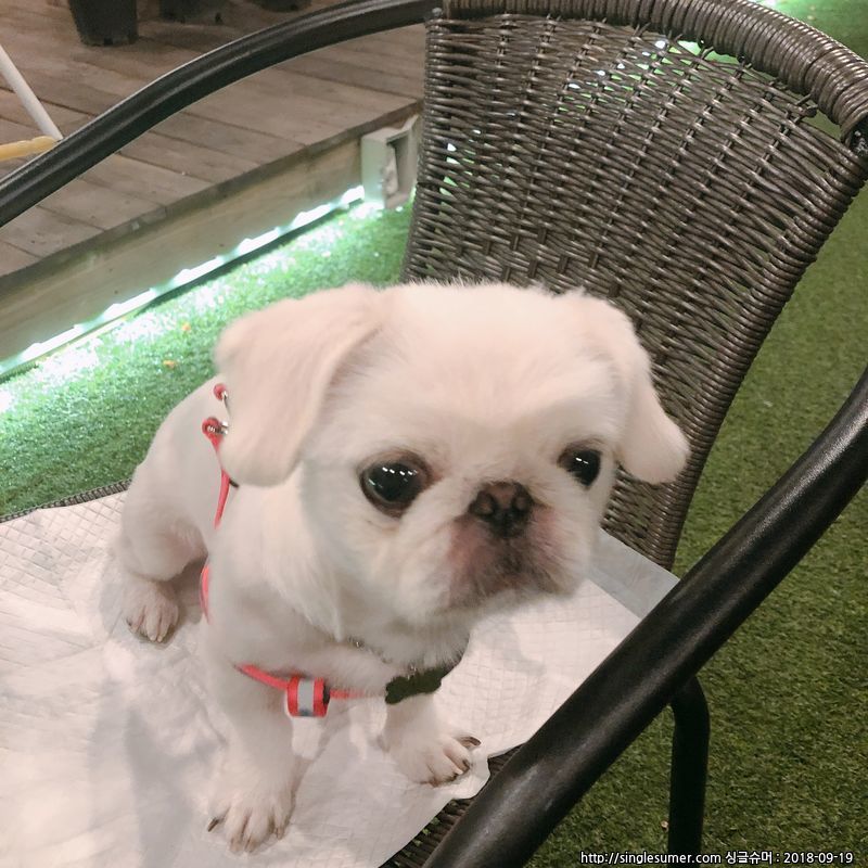 페키니즈9개월분양합니다 2번째 사진