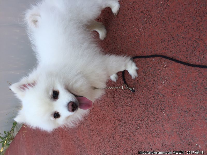 스피츠 남아 분양해요