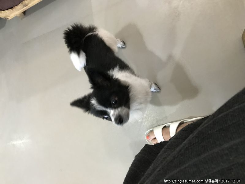 치와와+포메 믹스견 분양합니다