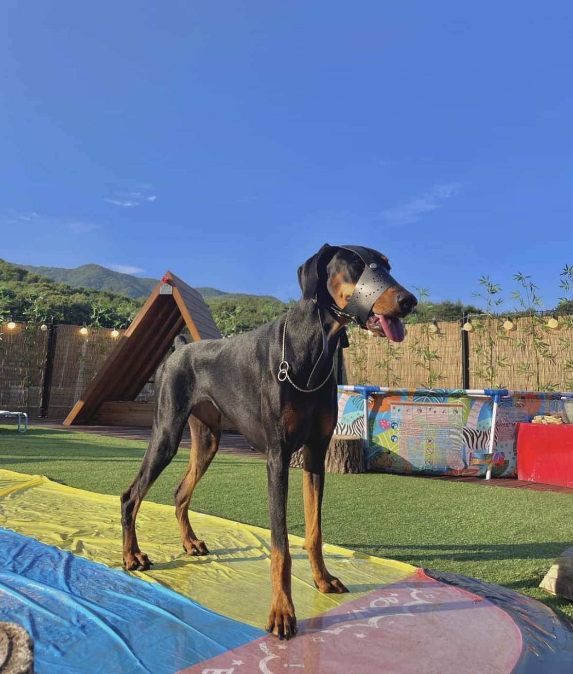 2세 도베르만 여아 분양합니다