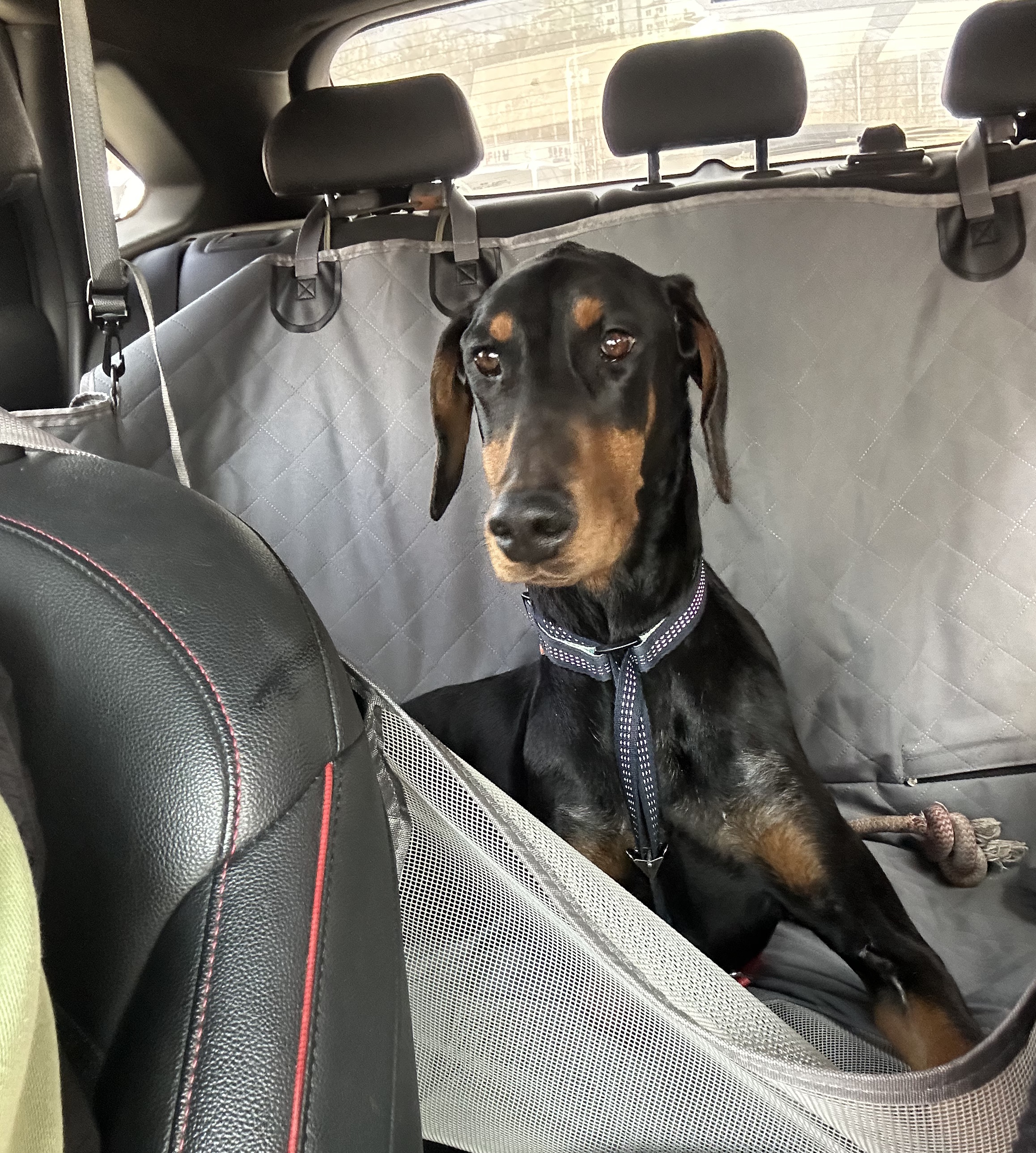 2세 도베르만 여아 분양합니다 4번째 사진