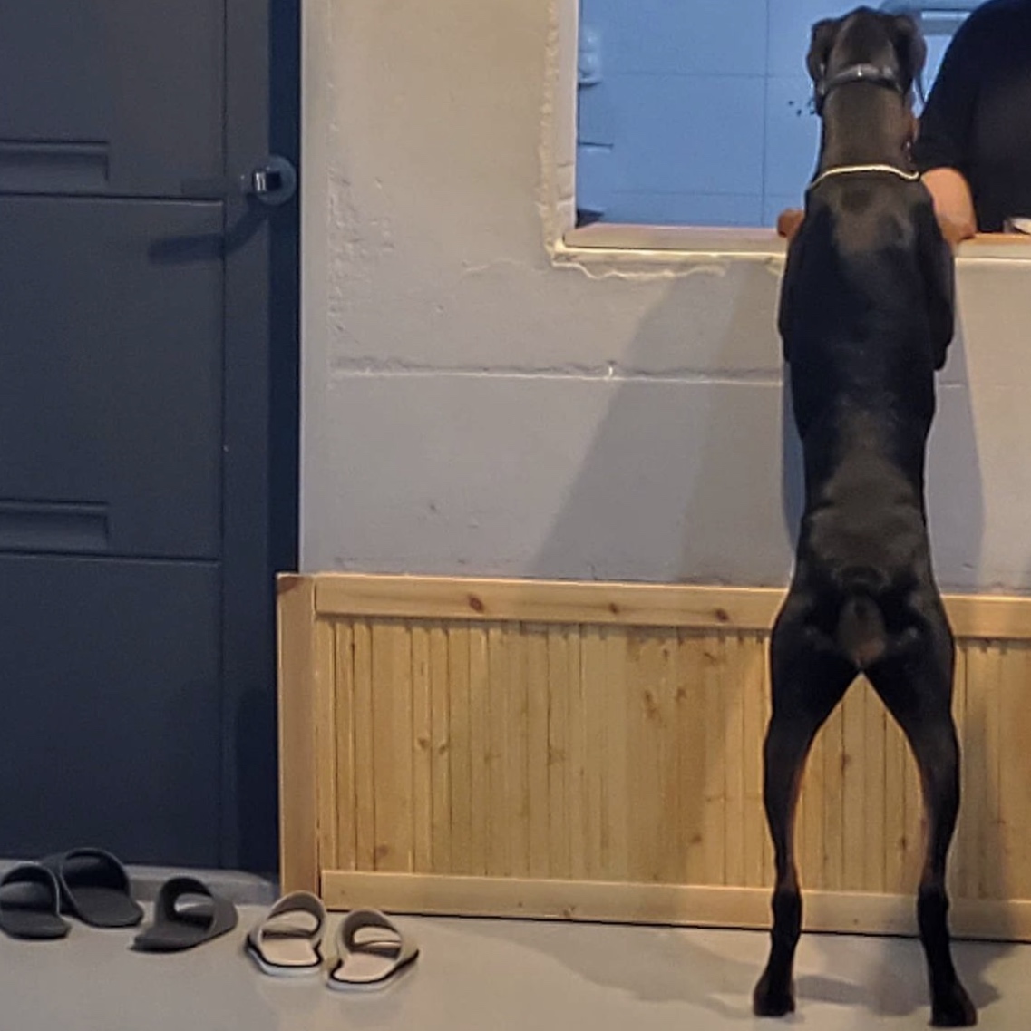 2세 도베르만 여아 분양합니다 3번째 사진