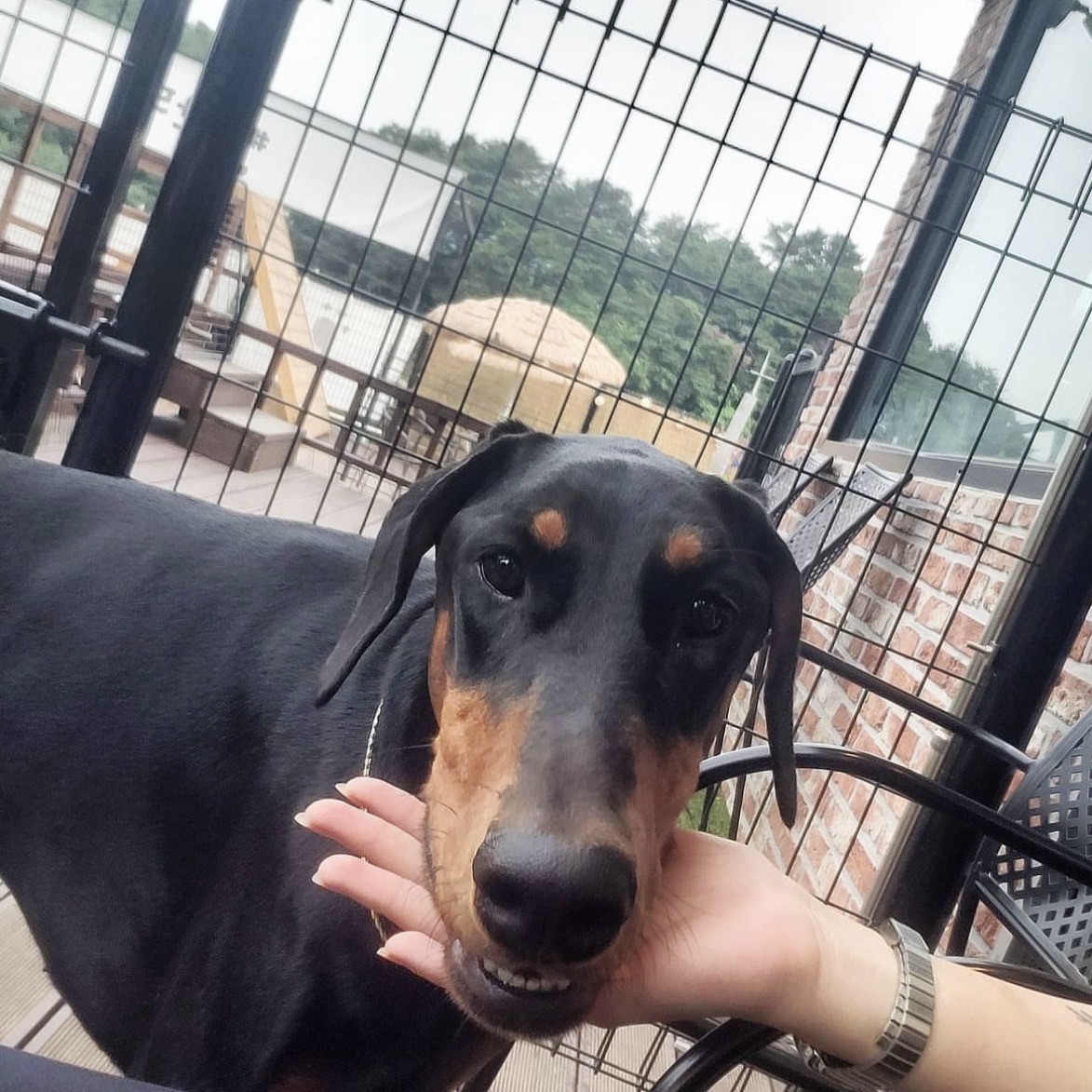 2세 도베르만 여아 분양합니다 2번째 사진